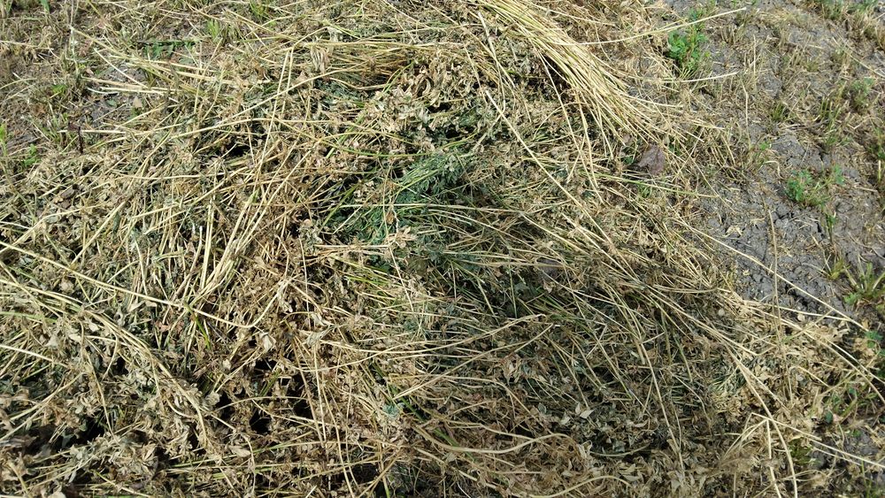 Vând 150 baloti de lucernă a 3 coasă