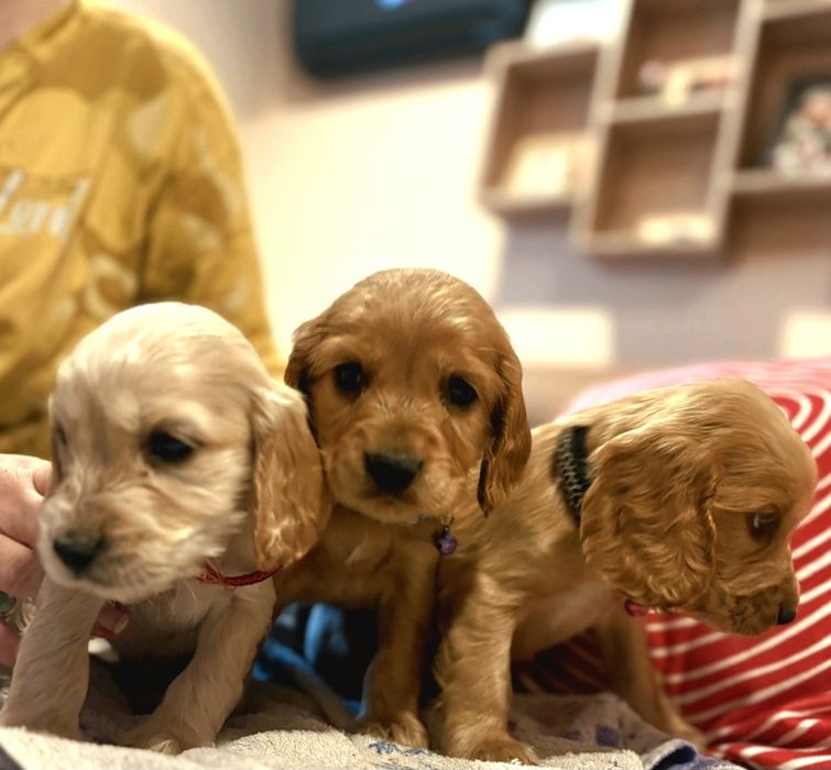 Кокер шпаньол кученца