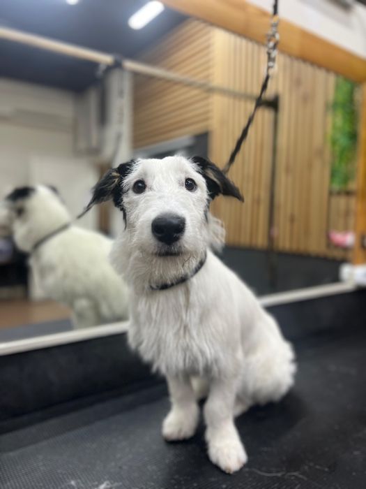 Джек рассел помесь мелкая