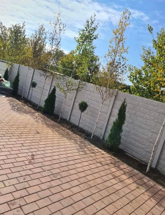 Plante ornamentale calitate extra