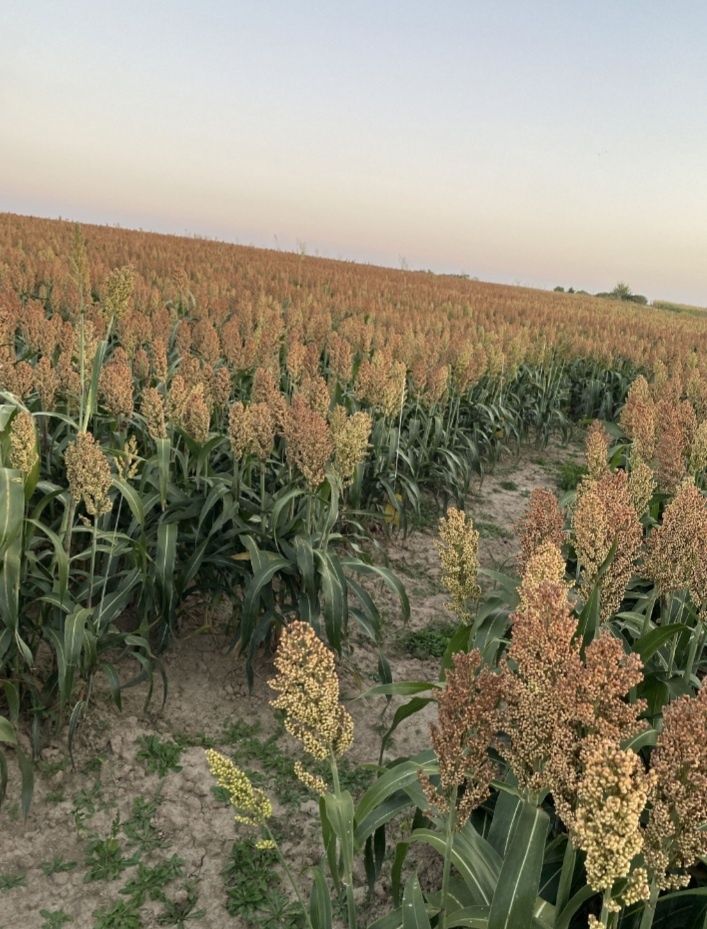 Sămânța Sudan/  Sorg, Mei, Măzăriche, Bromus, Timotei, Ghizdei, Trifoi