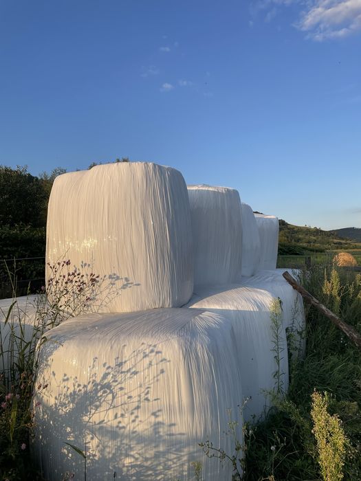 Baloti de lucerna infoliati