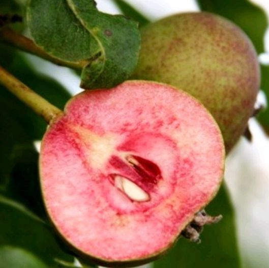 Pomi fructiferi La Ghiveci (Păr )