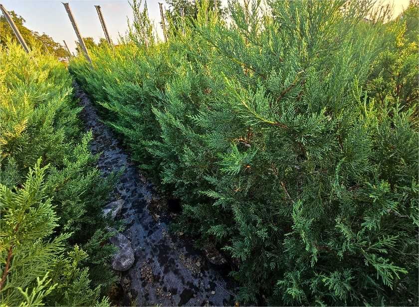 Leylandii  110-130 cm ghivece 3 L