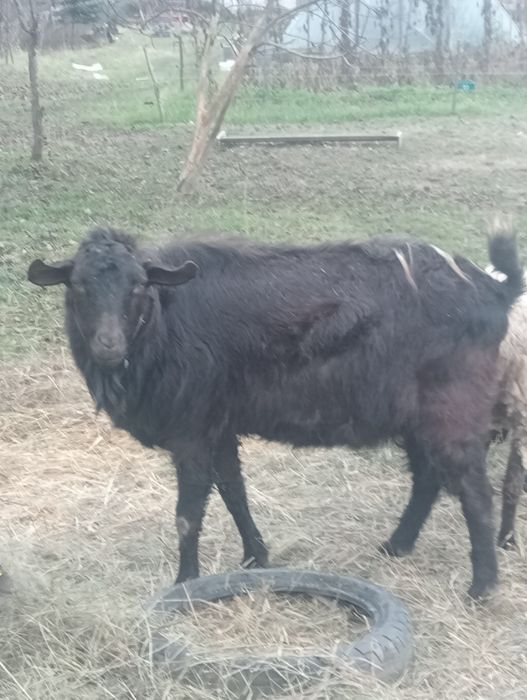 Vînd țap metis de anglonubian