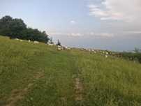 De vanzare capre