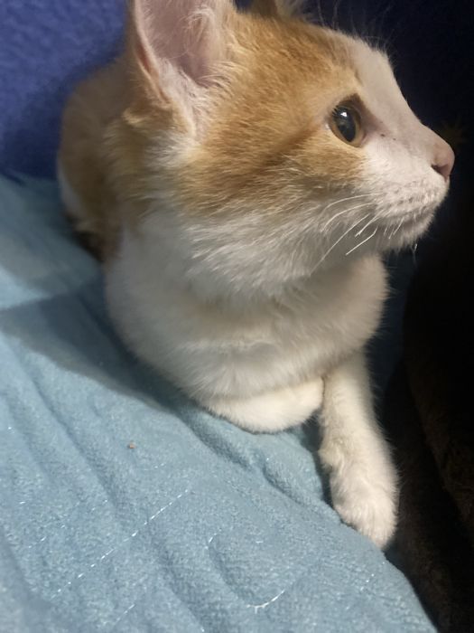 Продаю кошку пародистую