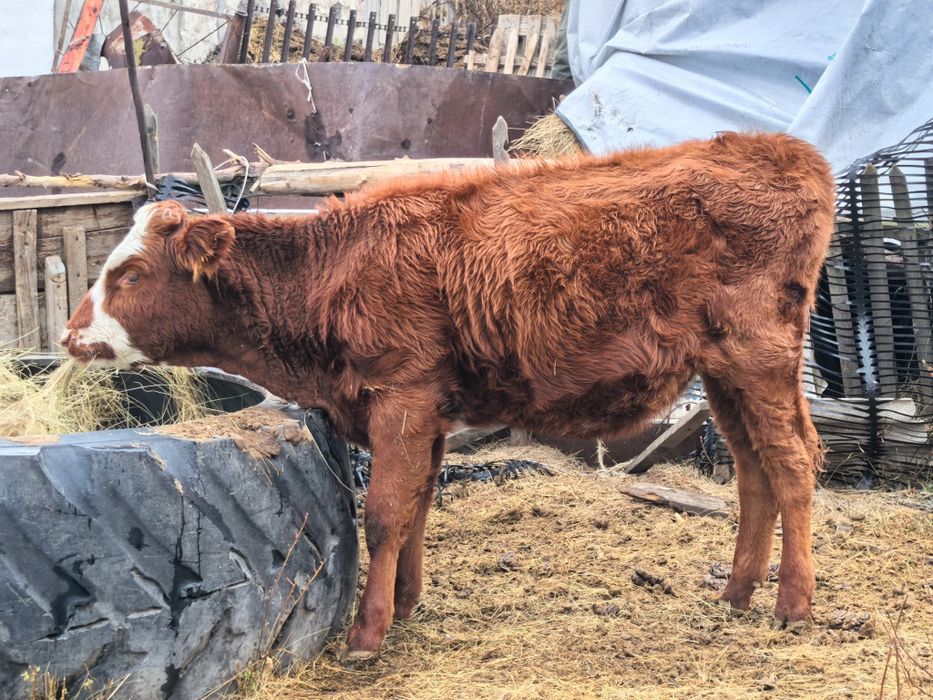 Бұзау сатылады 10 айлық