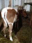 Vând vitei si vitele baltata românească si  un vitel metis de limousin