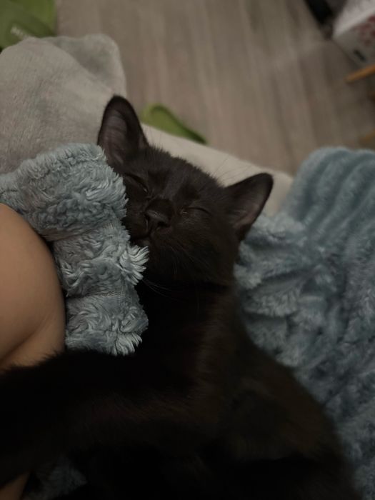 отдам в добрые руки