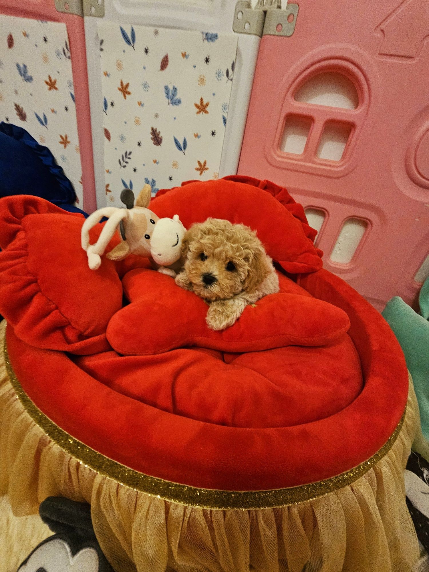 Maltipoo teacup,  mini toy