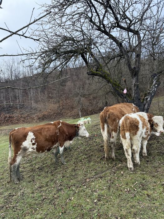 Vând două juninci la a doua fătare