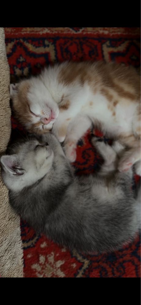 Котята шиншиллы