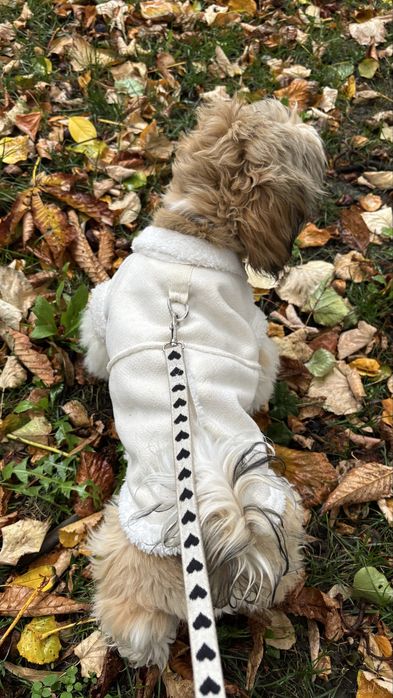 Hainute de Calitate pentru câini mici