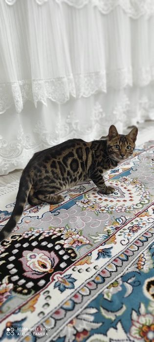Bengal zotli mushuklar zotlari toza