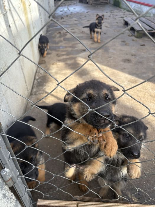 Немски овчарки малки