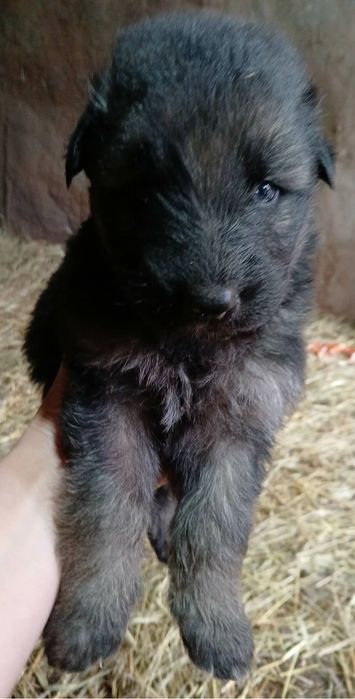 Продавам немски овчарки – 1-месечни