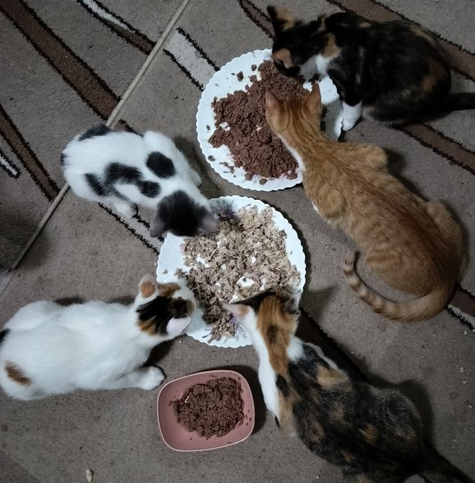 Donez pisoi vaccinați, deparazitați și foarte iubitori.