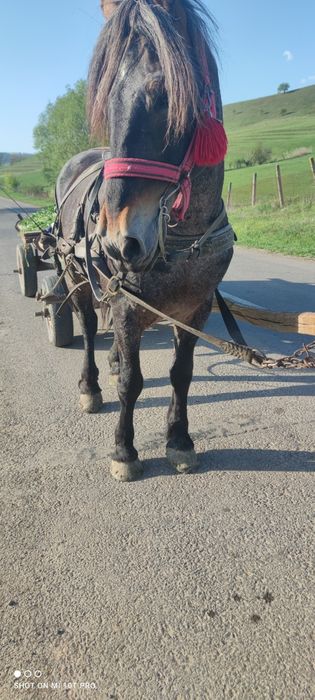 Vând armăsar sută la sută de ham  se probează. La fața locului