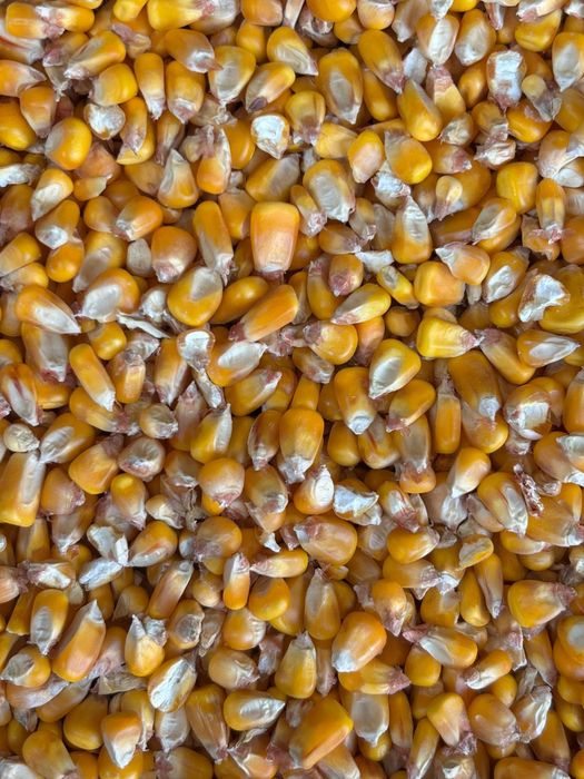 Porumb boabe producție 2025