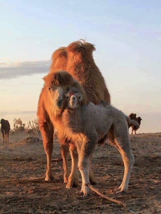 Крестьянско-фермерское хозяйство