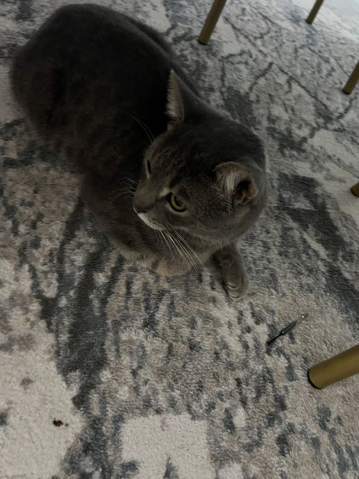 Отдам в добрые руки