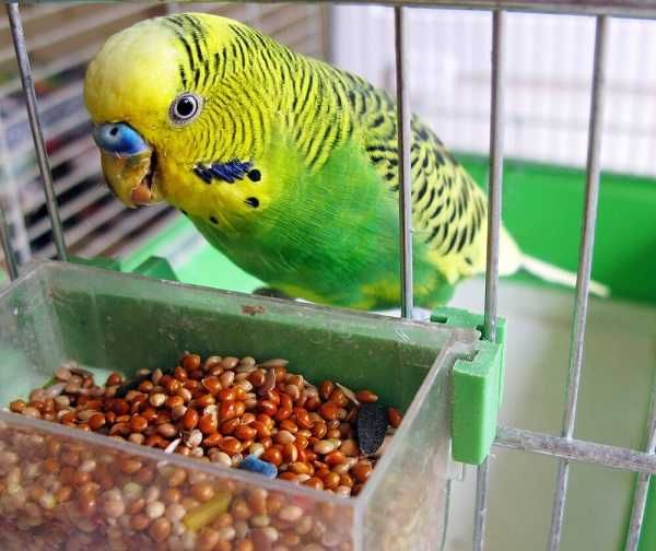 Продам корм для попугаев