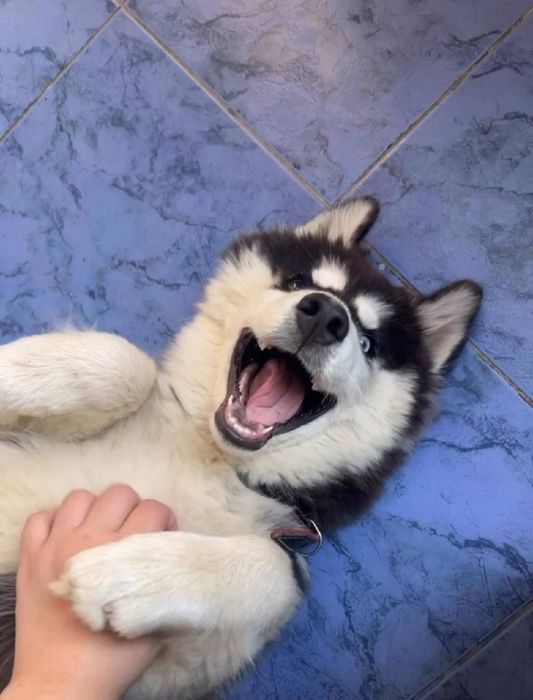 Продается Хаски Сибирская