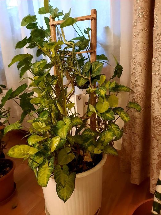 Planta decorativa Syngonium / Planta sageata