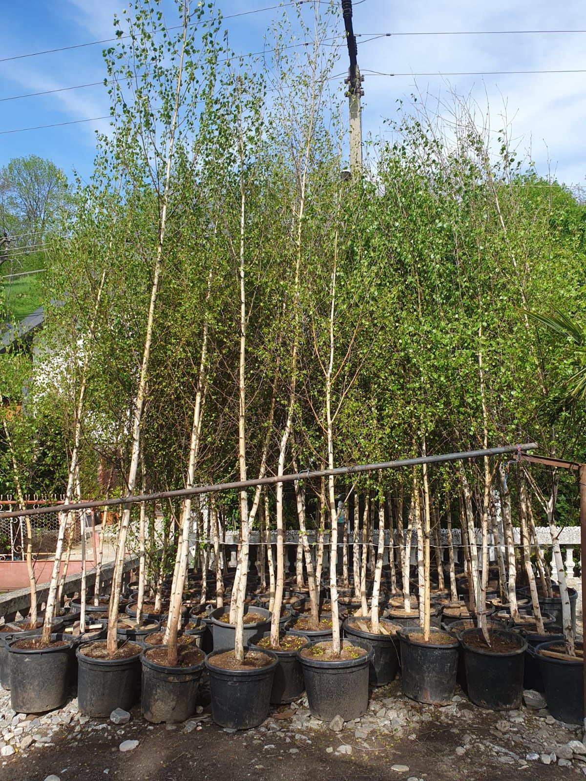 Mestecan pendula la ghiveci