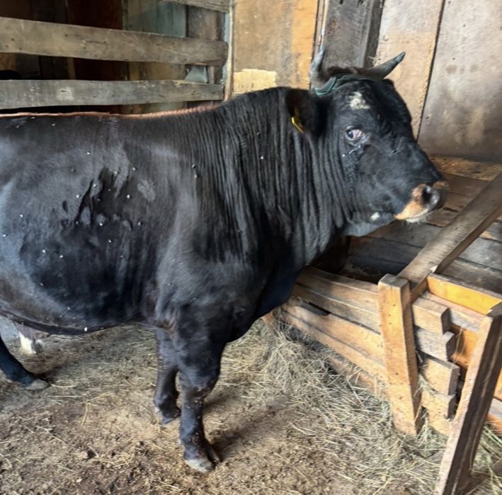 Продам Быков на откорме