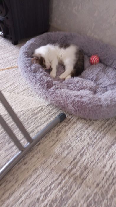 Отдам котенка в добрые руки