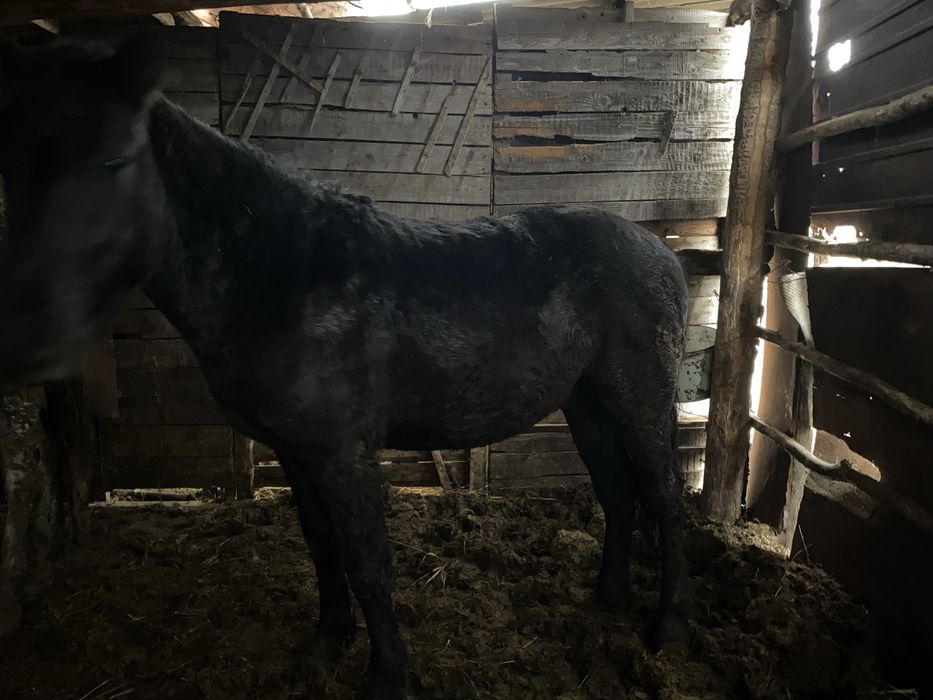 Тай с откорма мальчик