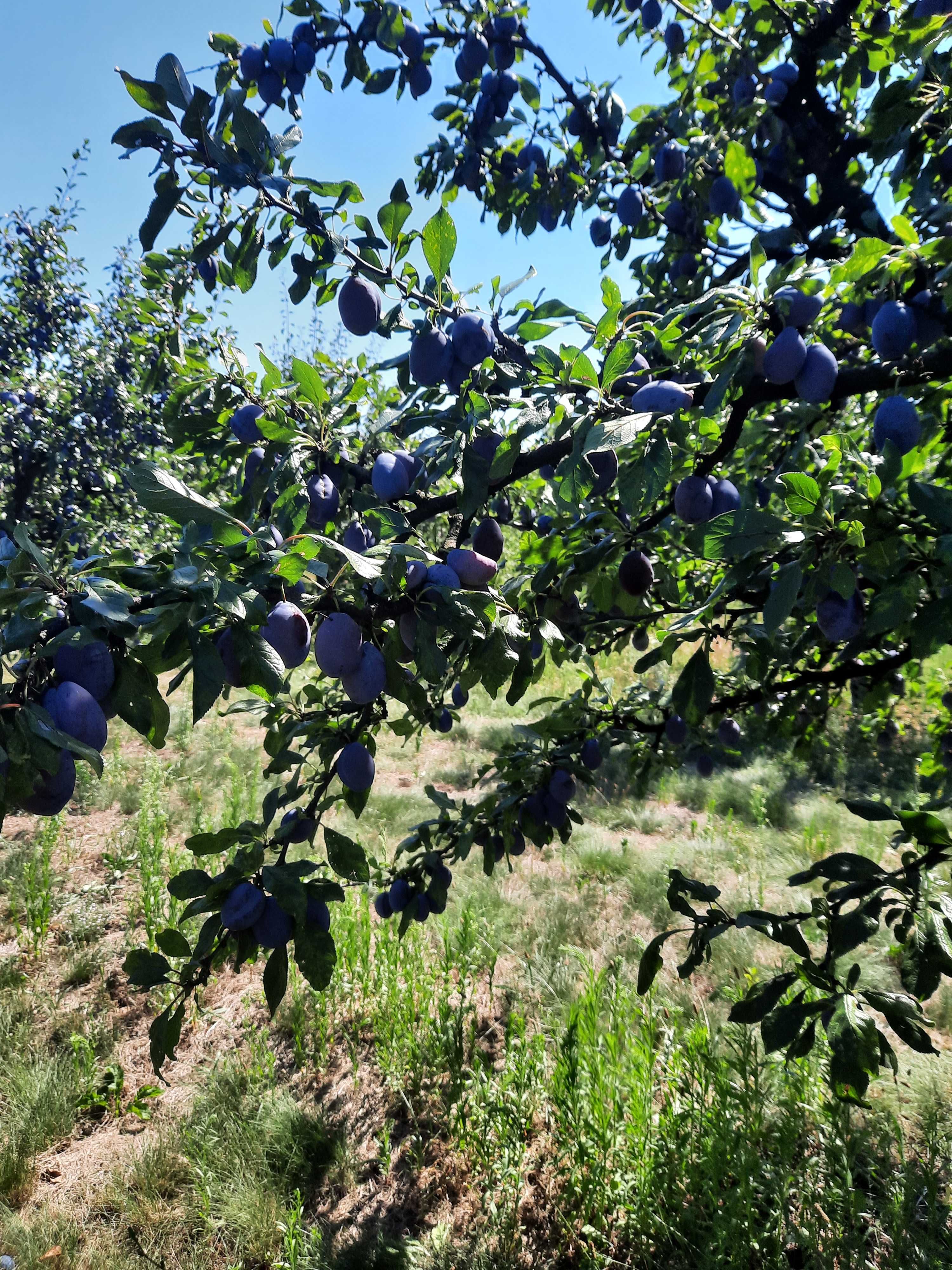 Prune de vanzare