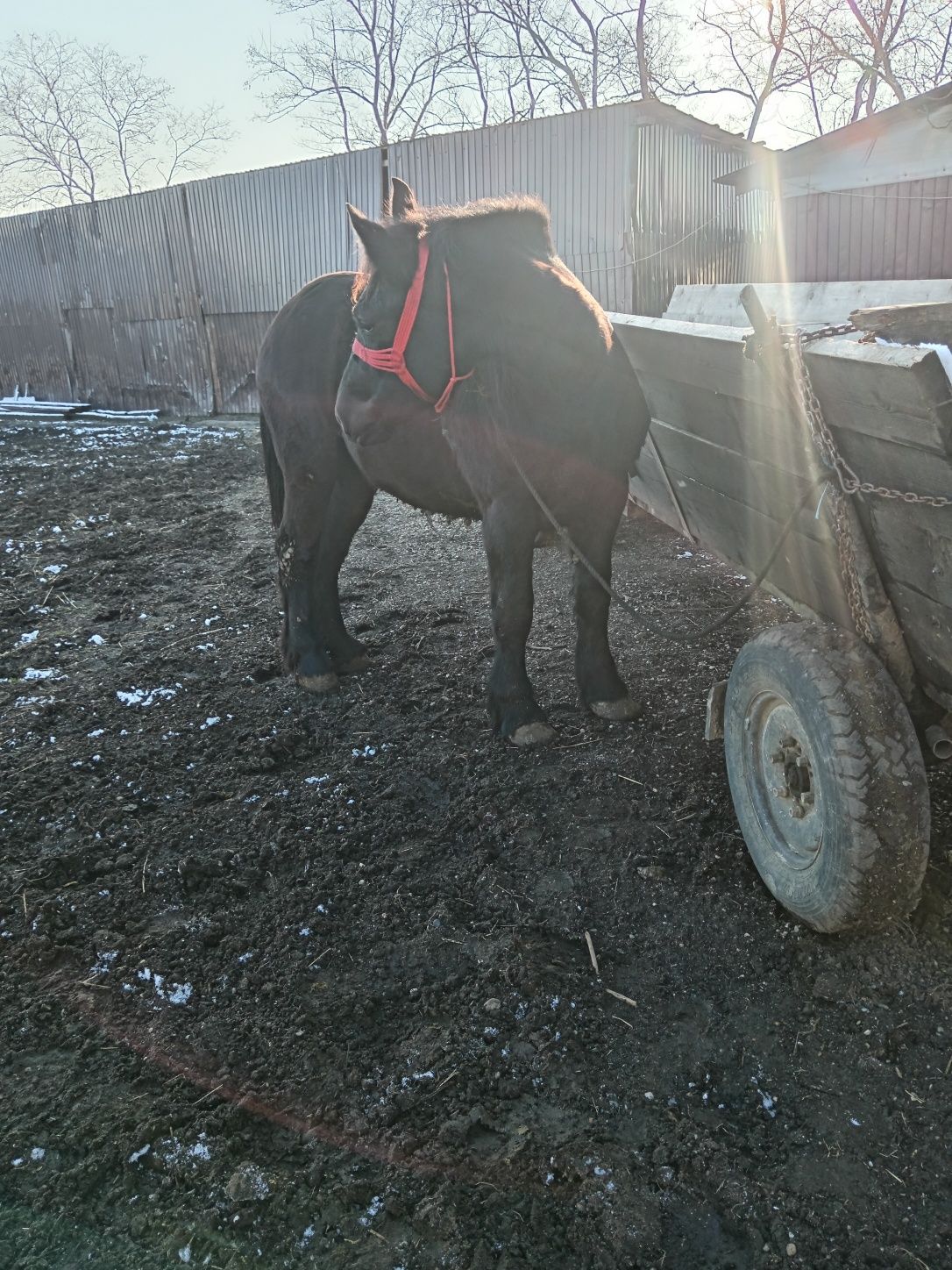 De vânzarea Iapa și manze