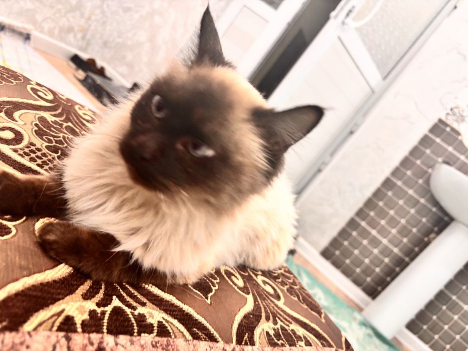 Сиамская кошка (ургашы)