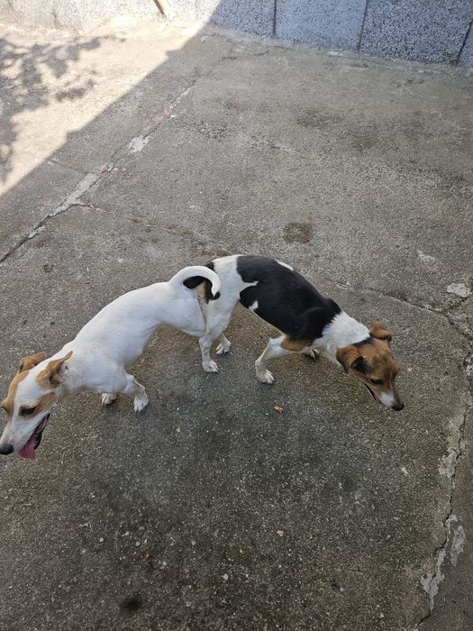 Три момичета и едно момче Джак Ръсел териер