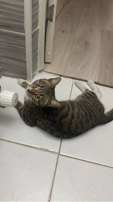 Отдам Кошка девочка добрая