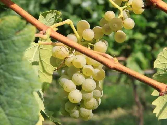 Vand struguri de vin Ottonel,Riesling,Aligote,Feteasca Husi
