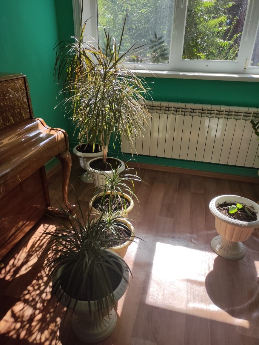 Комнатные растения