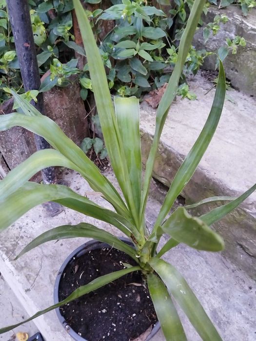 Yukka Elephantipes, cam 40cm
