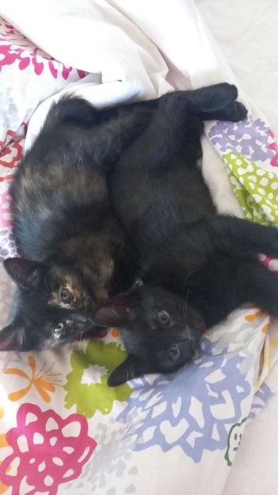 Pisoi pentru adoptie