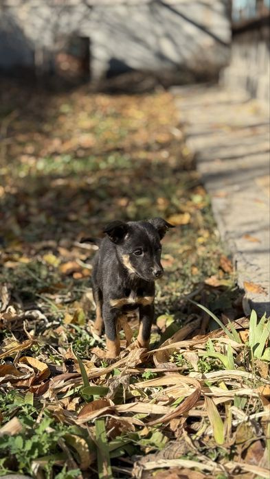Щенки пинчера метисы