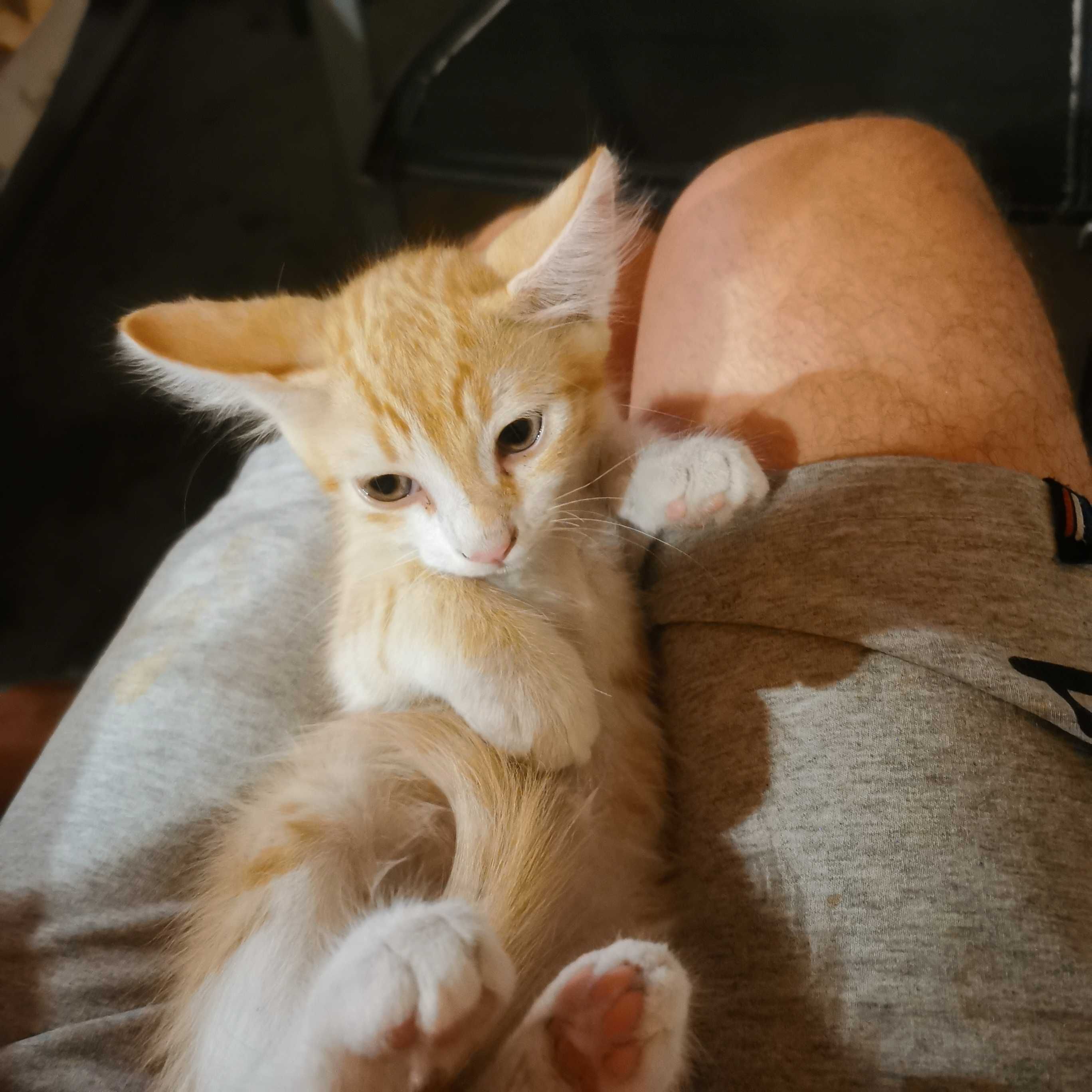 Котки котенца момиченца