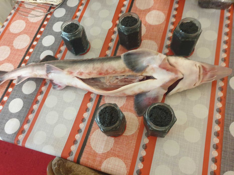 Icre negre si icre rosii -pret mic - crescatorie