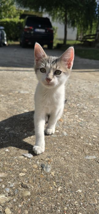 Donez pisicuti foarte iubitori