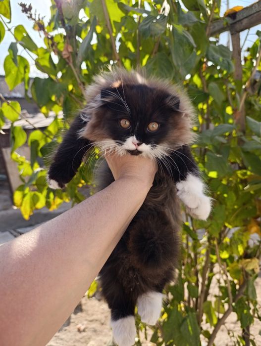 Котёнок девочка 3 мес.