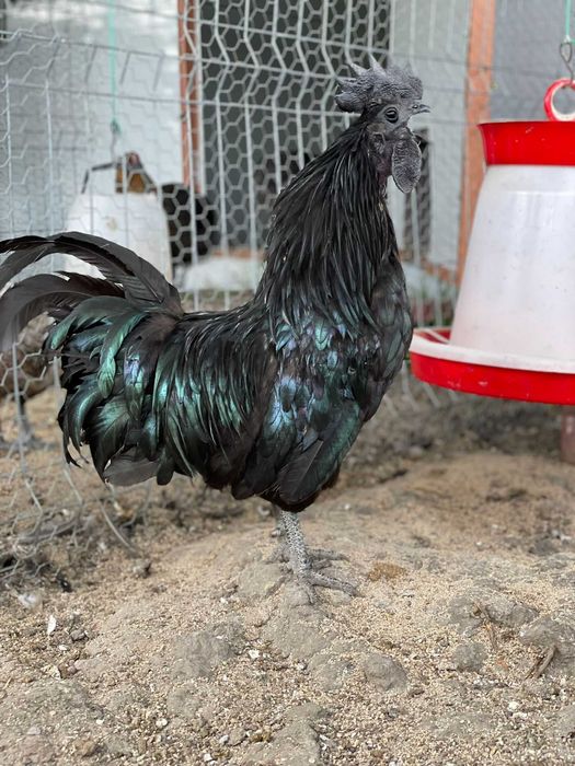 Ouă Ayam Cemani – cocoșul Ferrari și găina de lux în curtea ta