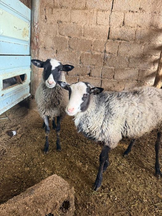 Romanov qoylari sotiladi