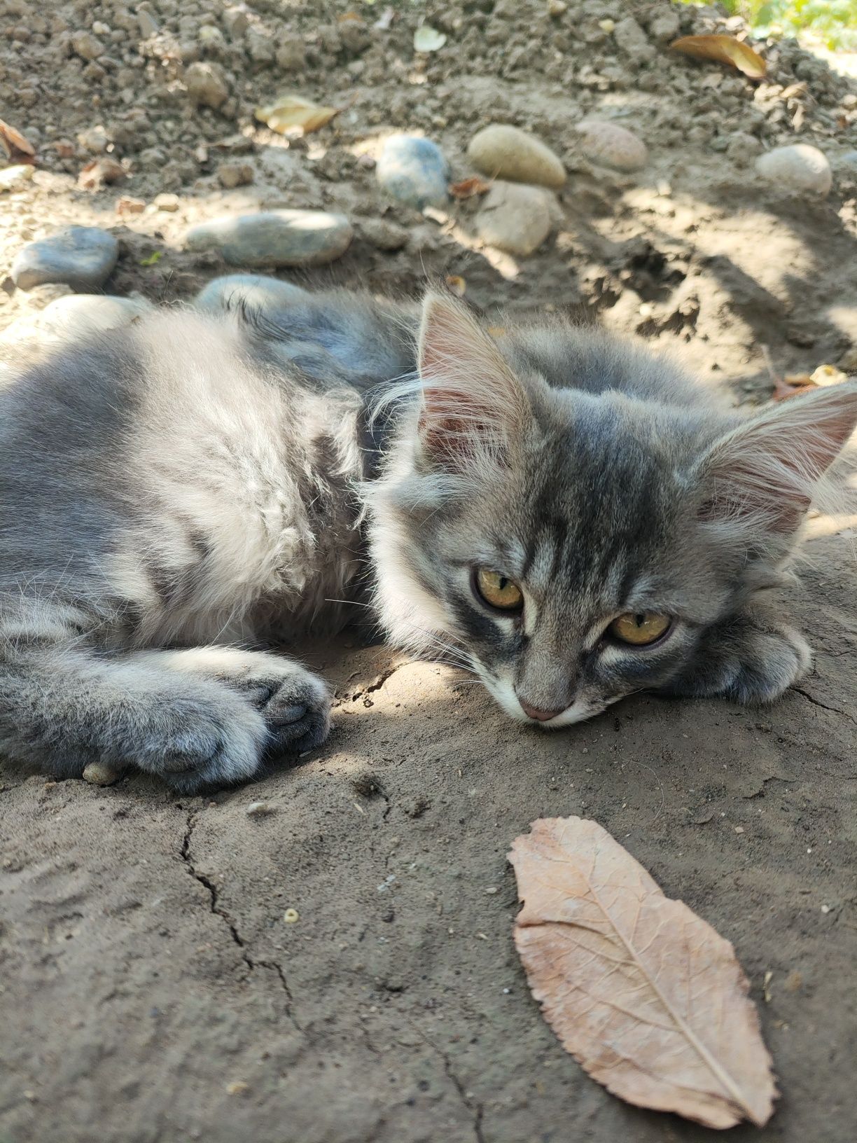 Котята отдам даром в хорошие руки